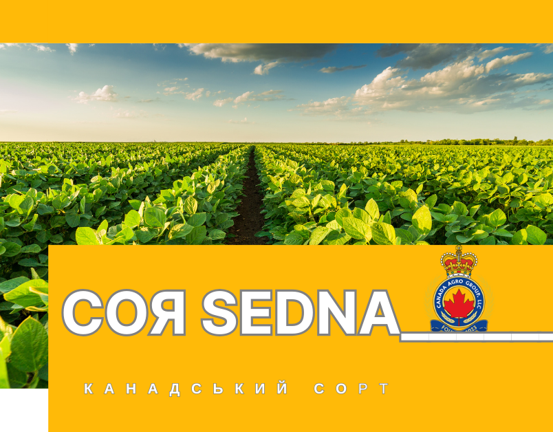 КАНАДСЬКИЙ ТРАНСГЕННИЙ СОРТ СОЇ SEDNA