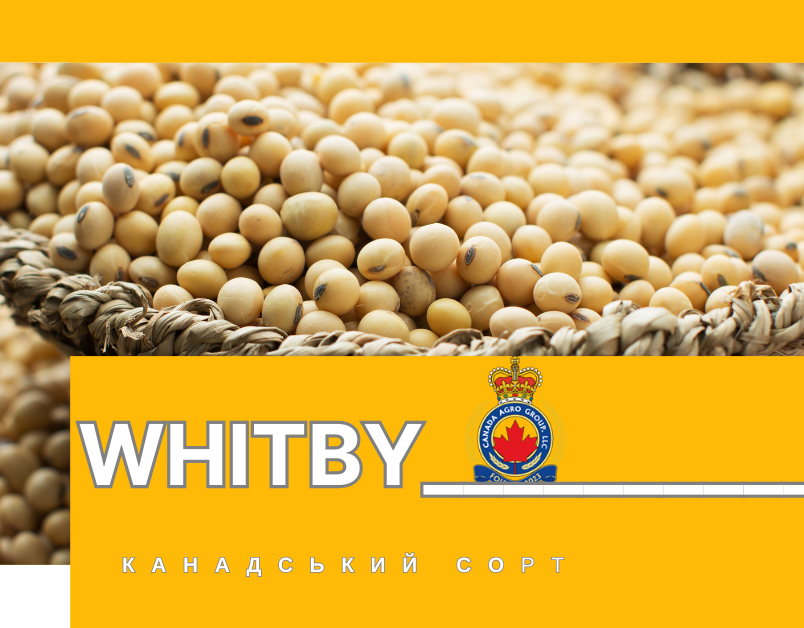 КАНАДСЬКИЙ ТРАНСГЕННИЙ СОРТ СОЇ WHITBY