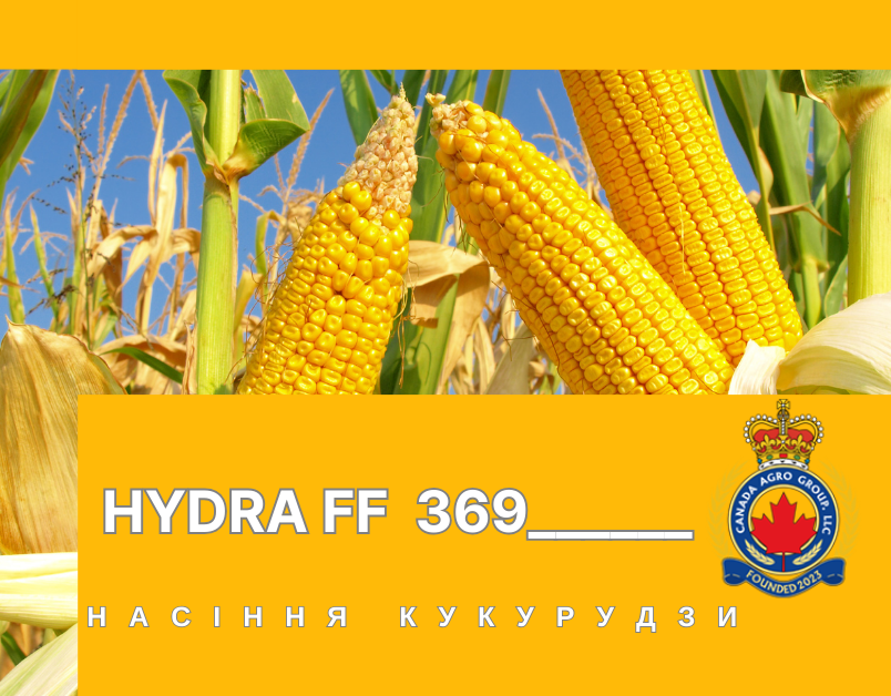 КАНАДСЬКИЙ ТРАНСГЕННИЙ ГІБРИД КУКУРУДЗИ HYDRA FF — 369 ФАО 250