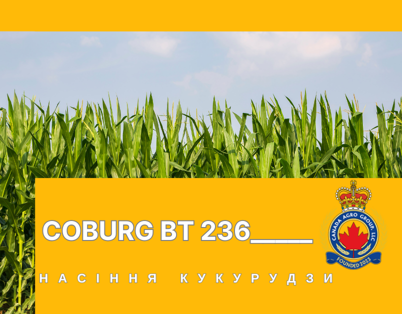 КАНАДСЬКИЙ ТРАНСГЕННИЙ ГІБРИД КУКУРУДЗИ ГМО ГІБРИД COBURG BT 236 , FAO 290