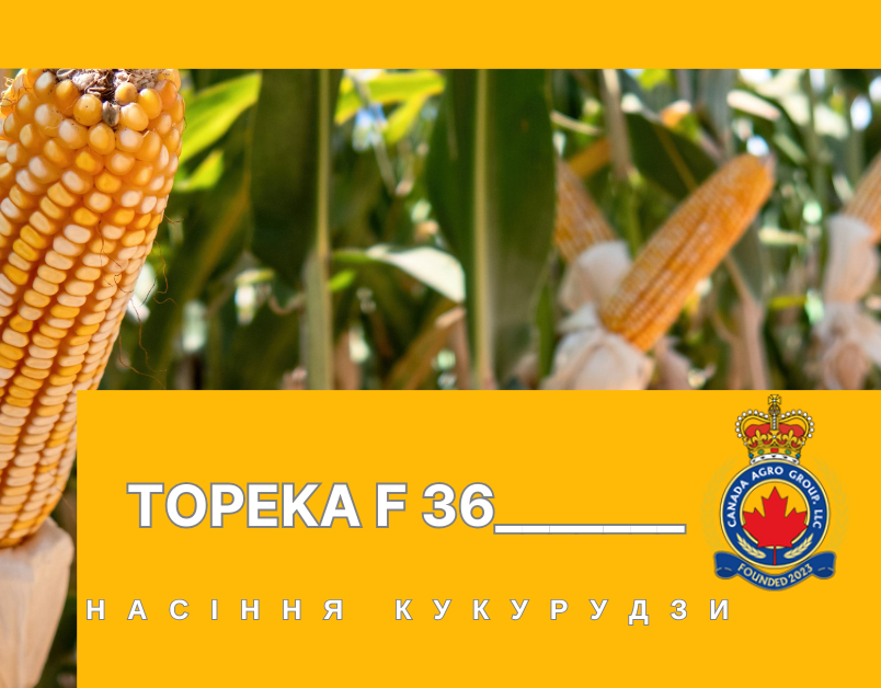 КАНАДСЬКИЙ НАНО — ТРАНСГЕННИЙ ГІБРИД КУКУРУДЗИ TOPEKA F 36 , ФАО 250