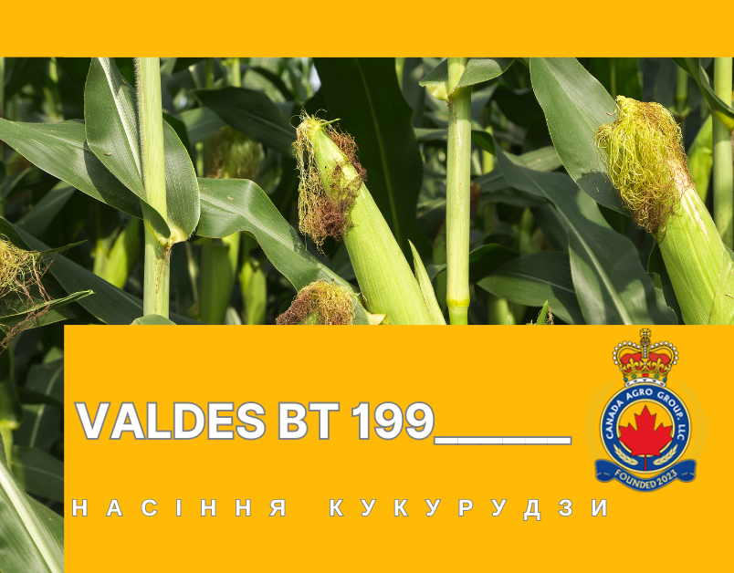 КАНАДСЬКИЙ НАНО — ТРАНСГЕННИЙ ГІБРИД КУКУРУДЗИ VALDES BT 199 , ФАО 180