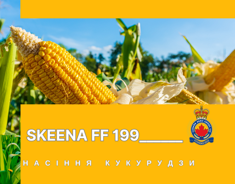 КАНАДСЬКИЙ ТРАНСГЕННИЙ ГІБРИД КУКУРУДЗИ SKEENA FF 199 ФАО 250