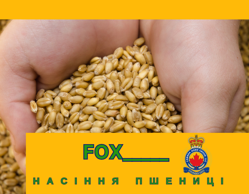 НАСІННЯ ПШЕНИЦІ FOX, М'ЯКИЙ КАНАДСЬКИЙ ТРАНСГЕННИЙ СОРТ ДВОРУЧНОЇ ПШЕНИЦІ (ЕЛІТА)