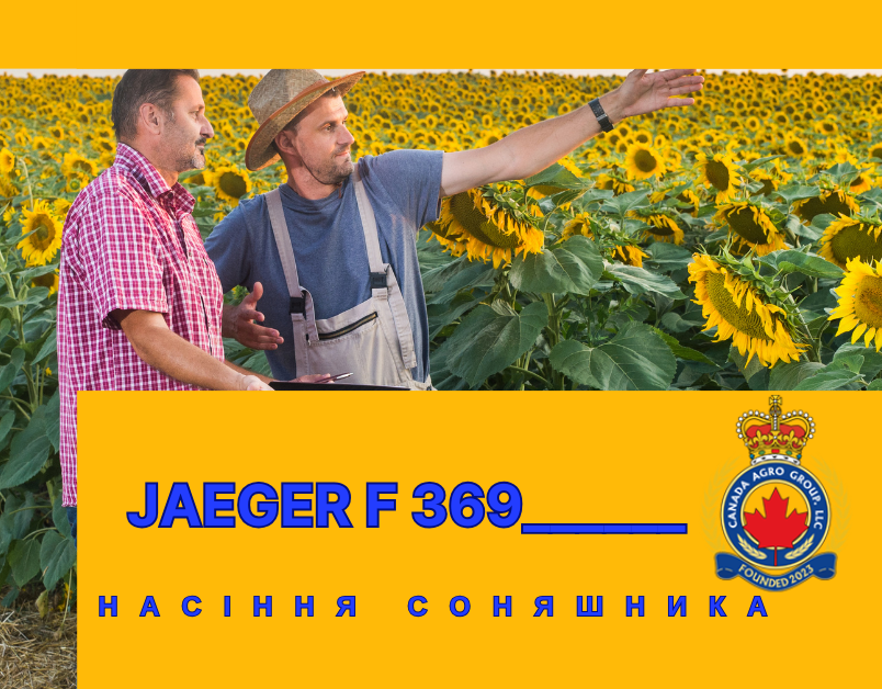 КАНАДСЬКИЙ ГІБРИД ОЛІЙНОГО СОНЯШНИКУ ПІД ЄВРО-ЛАЙТІНГ JAEGER F 369