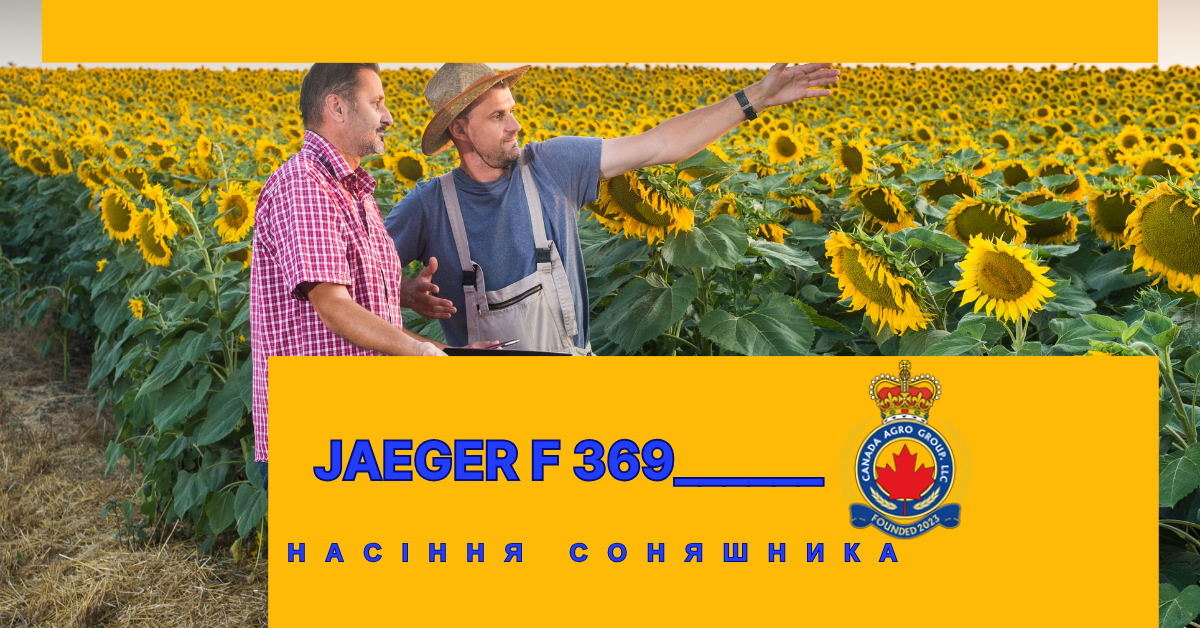 КАНАДСЬКИЙ ГІБРИД ОЛІЙНОГО СОНЯШНИКУ ПІД ЄВРО-ЛАЙТІНГ JAEGER F 369