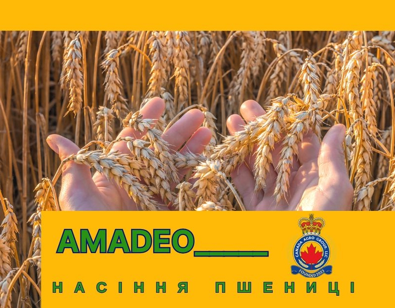 НАСІННЯ ПШЕНИЦІ ТРАНСГЕННИЙ СОРТ ДВОРУЧКИ AMADEO