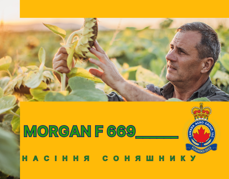 КАНАДСЬКИЙ  ГІБРИД КОНДИТЕРСЬКОГО СОНЯШНИКУ MORGAN F 669
