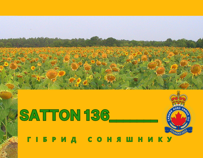 КАНАДСЬКИЙ ГІБРИД КОНДИТЕРСЬКОГО СОНЯШНИКУ SАТТОН 136