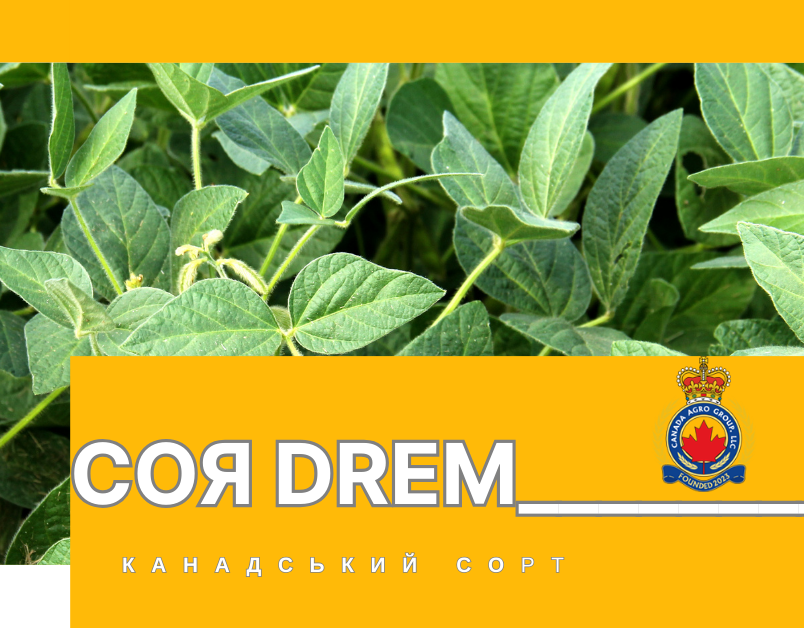 Купити насіння сої DREM (Roundup Ready) – інноваційний канадський сорт