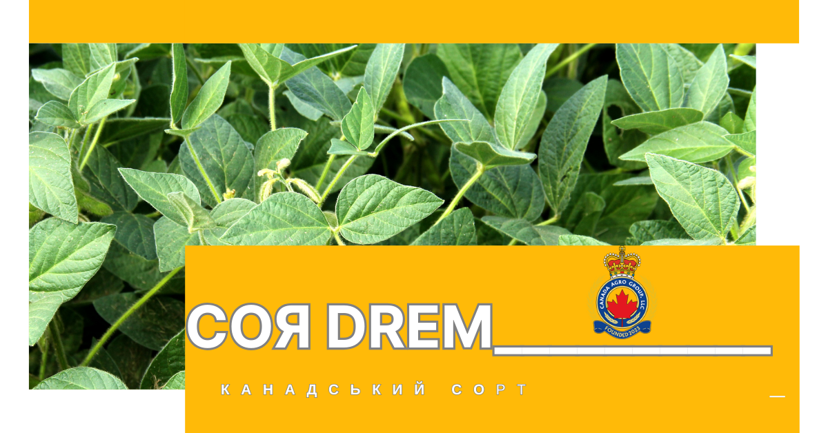 Купити насіння сої DREM (Roundup Ready) – інноваційний канадський сорт