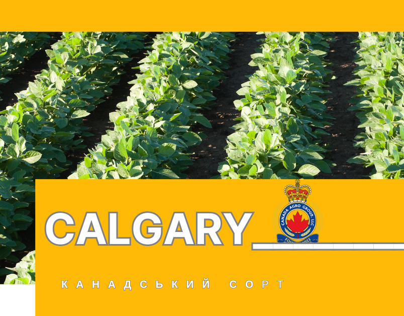 Трансгенний сорт сої CALGARY Bt – висока врожайність і надійність