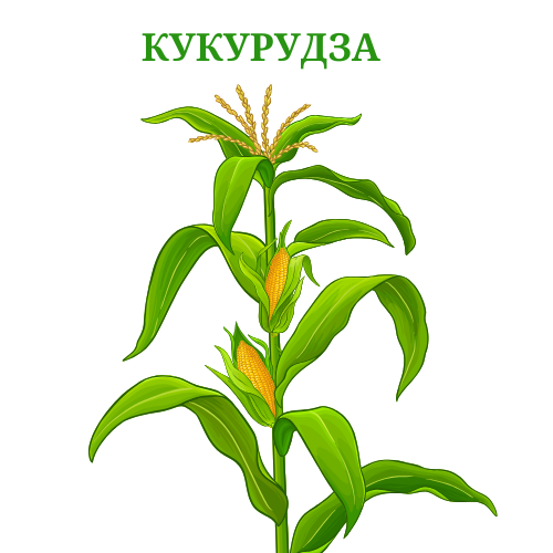 Кукурудза
