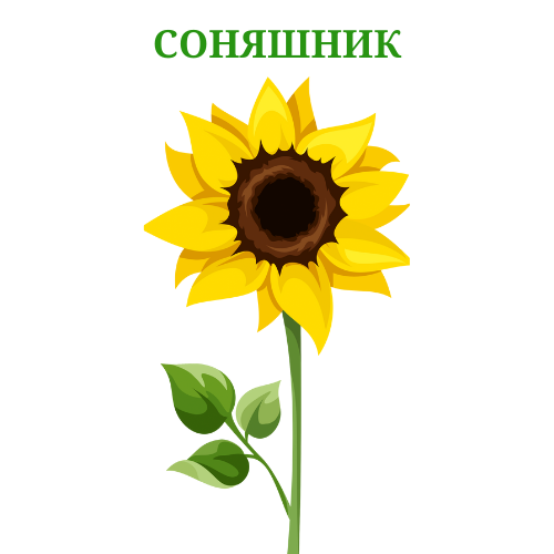 Соняшник