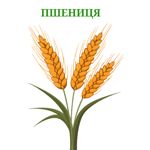 Пшениця