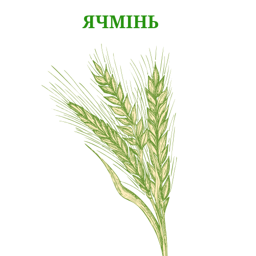 Ячмінь