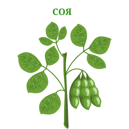 Соя