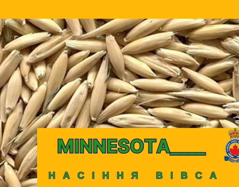 «Minnesota» – овес майбутнього з Канади для вашого успіху! 🌾